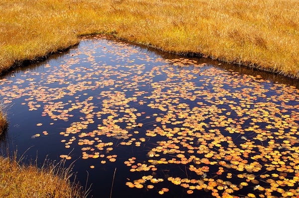 S355 尾瀬ヶ原・尾瀬沼ハイキング 尾瀬小屋宿泊 1泊2日間2